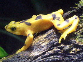 Панамский арлекин Панамский арлекин