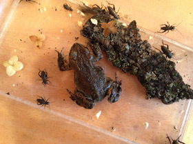 Смотреть фото Жаба Латаста Фото Жаба Латаста