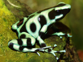 Смотреть фото Красящий древолаз Фото Красящий древолаз