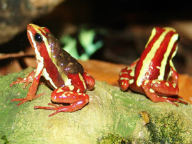 Трёхцветный древолаз Трёхцветный древолаз