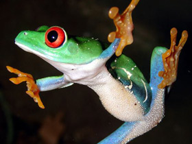 Смотреть фото Красноглазая квакша Фото Красноглазая квакша