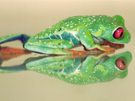 Красноглазая квакша Красноглазая квакша