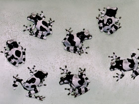 Жабовидная квакша Жабовидная квакша