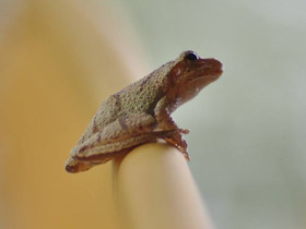 Свистящая квакша Свистящая квакша