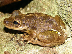 Смотреть фото Красная квакша Фото Красная квакша