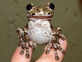 Чёрнопятнистая квакша Чёрнопятнистая квакша