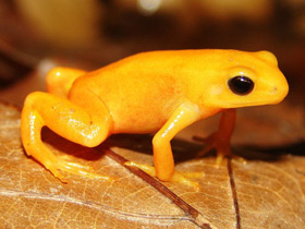 Золотая мантелла Золотая мантелла