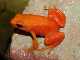 Смотреть фото Золотая мантелла Фото Золотая мантелла