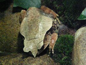 Смотреть фото Носатая рогатая чесночница Фото Носатая рогатая чесночница