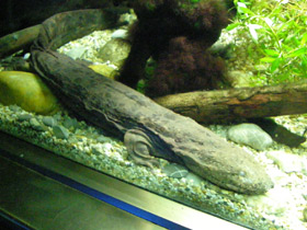 Фото Аллеганский скрытожаберник