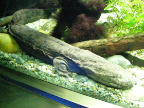 Фото Аллеганский скрытожаберник