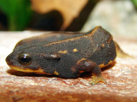 Окинавский тритон Окинавский тритон