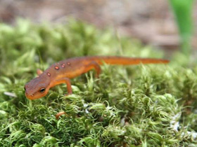 Зеленоватый тритон Зеленоватый тритон