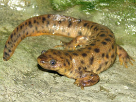 Смотреть фото Иглистый тритон Фото Иглистый тритон