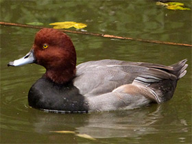 Смотреть фото Американская чернеть Фото Американская чернеть