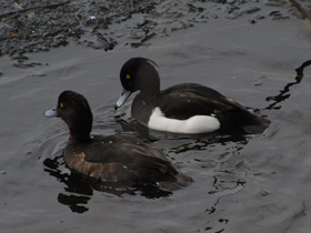 Смотреть фото Хохлатая чернеть Фото Хохлатая чернеть