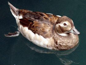 Смотреть фото Морянка Фото Морянка