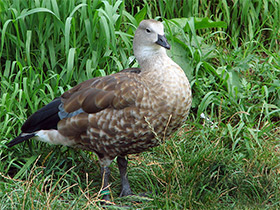Смотреть фото Голубокрылый гусь Фото Голубокрылый гусь