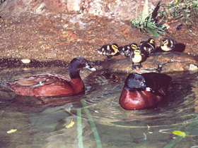 Смотреть фото Утка Хартлауба Фото Утка Хартлауба