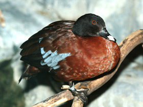 Смотреть фото Утка Хартлауба Фото Утка Хартлауба