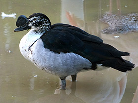 Смотреть фото Гребенчатая утка Фото Гребенчатая утка