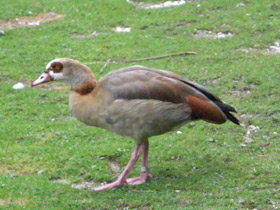 Фото Нильский гусь