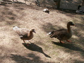 Смотреть фото Белолобый гусь Фото Белолобый гусь