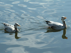 Смотреть фото Горный гусь Фото Горный гусь
