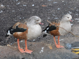 Фото Гривистый гусь