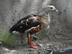 Фото Гривистый гусь