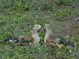 Фото Гривистый гусь