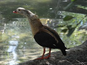 Фото Гривистый гусь