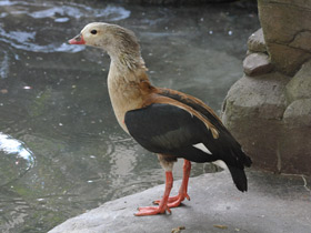 Фото Гривистый гусь