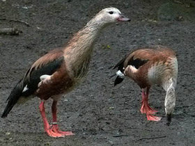 Фото Гривистый гусь