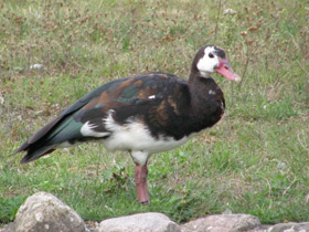 Смотреть фото Шпорцевый гусь Фото Шпорцевый гусь