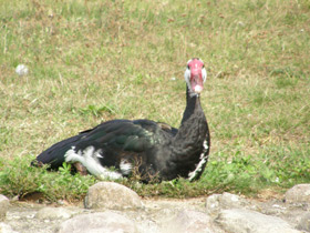 Смотреть фото Шпорцевый гусь Фото Шпорцевый гусь