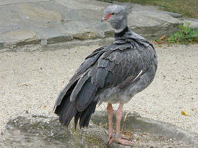 Смотреть фото Хохлатая паламедея Фото Хохлатая паламедея