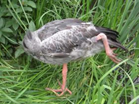 Смотреть фото Хохлатая паламедея Фото Хохлатая паламедея