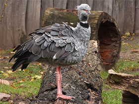 Смотреть фото Хохлатая паламедея Фото Хохлатая паламедея