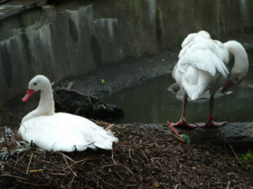 Смотреть фото Коскороба Фото Коскороба