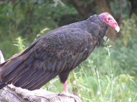 Смотреть фото Гриф-индейка Фото Гриф-индейка