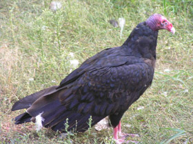 Смотреть фото Гриф-индейка Фото Гриф-индейка
