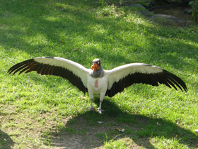 Смотреть фото Королевский гриф Фото Королевский гриф