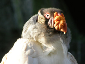 Смотреть фото Королевский гриф Фото Королевский гриф