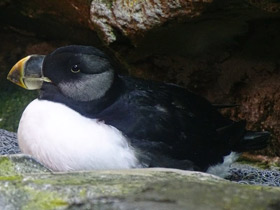 Смотреть фото Ипатка Фото Ипатка