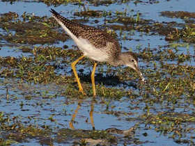 Смотреть фото Пёстрый улит Фото Пёстрый улит