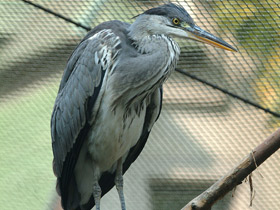 Фото Серая цапля