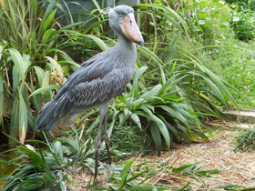 Фото Китоглав