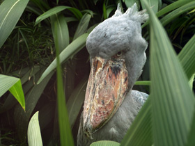 Фото Китоглав