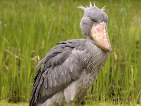 Фото Китоглав